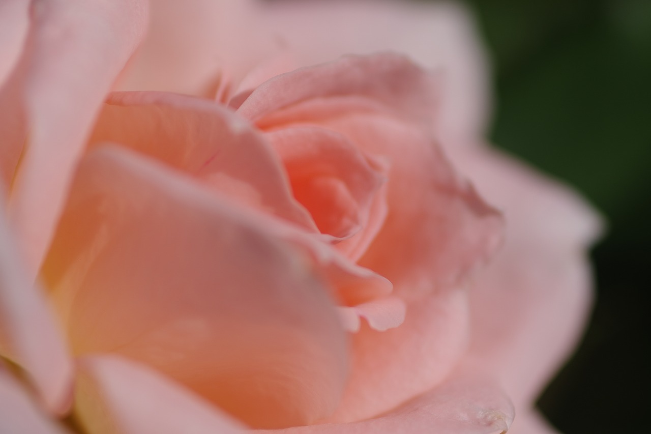 栃木県足利市のあしかがフラワーパークの花々