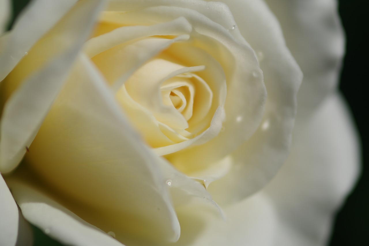 栃木県足利市のあしかがフラワーパークの花々