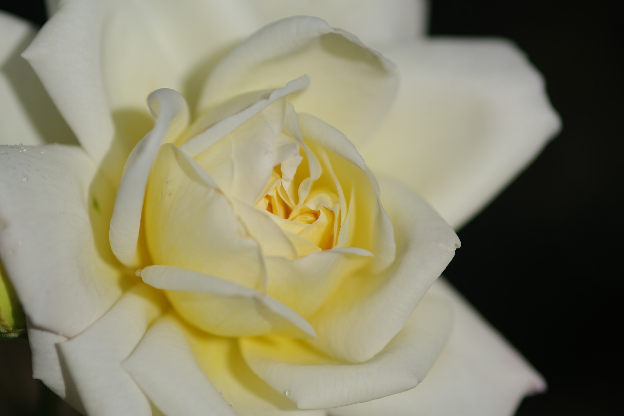 栃木県足利市のあしかがフラワーパークの花々