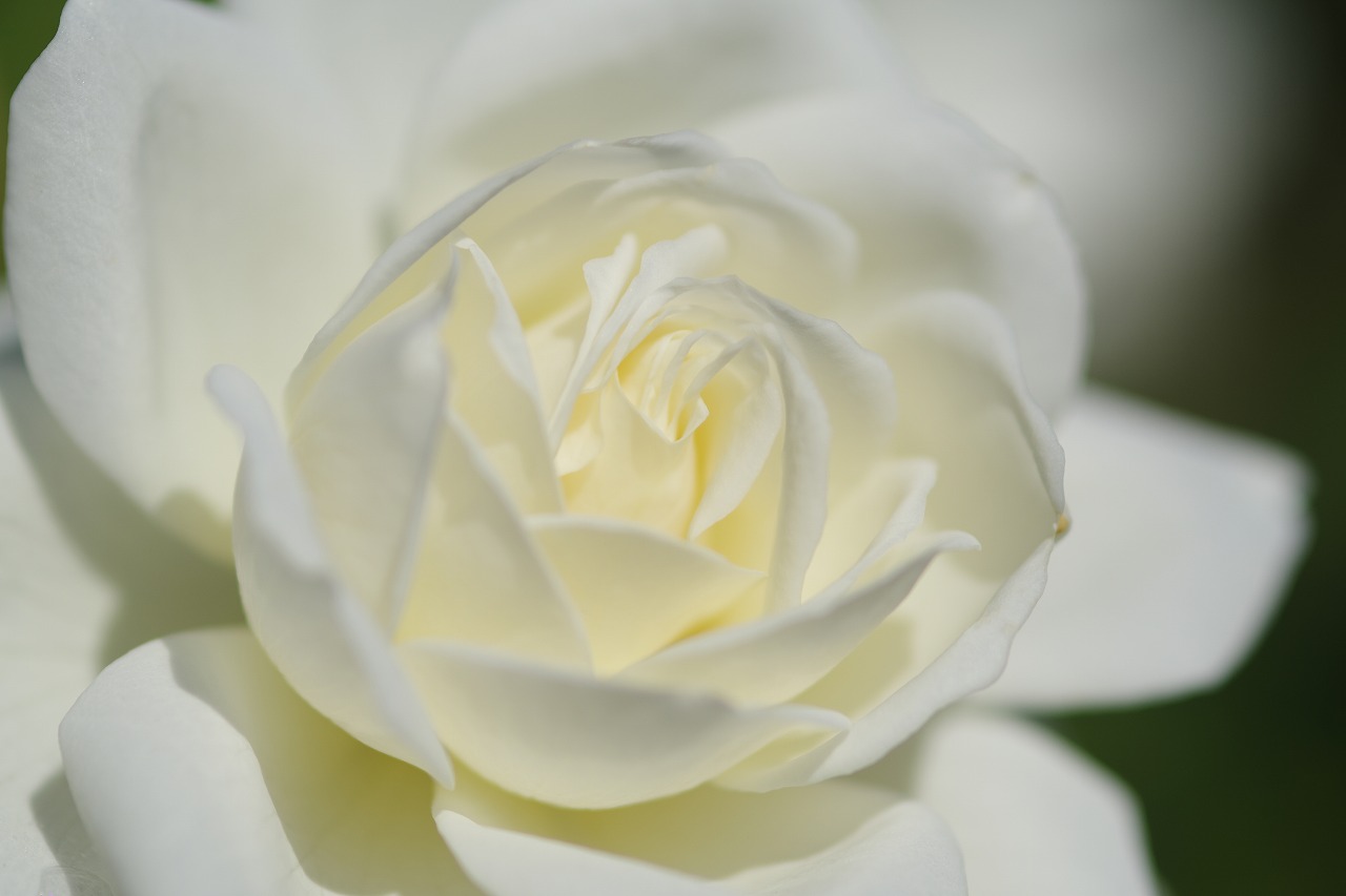 栃木県足利市のあしかがフラワーパークの花々