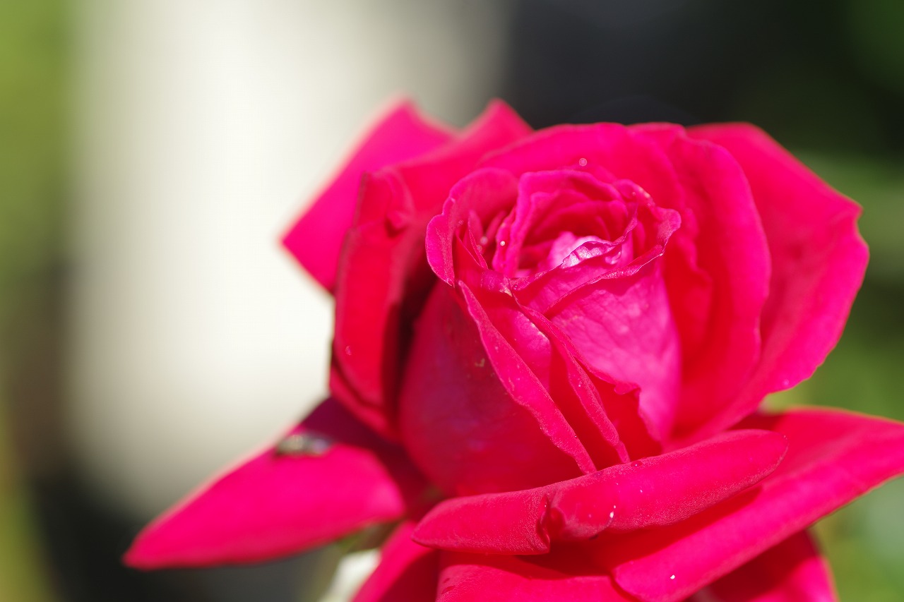 栃木県足利市のあしかがフラワーパークの花々