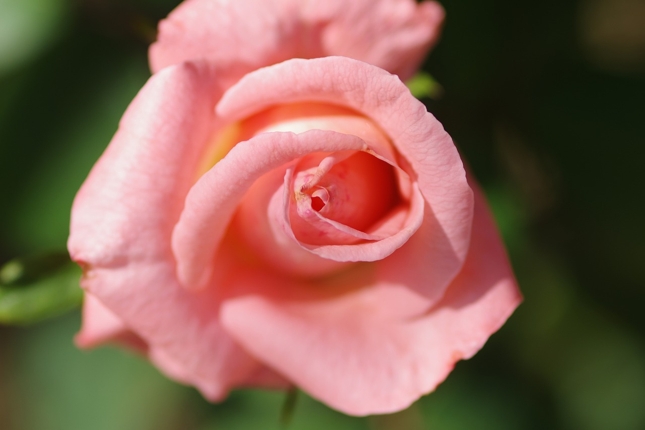 栃木県足利市のあしかがフラワーパークの花々