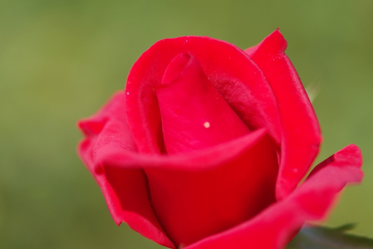 栃木県足利市のあしかがフラワーパークの花々