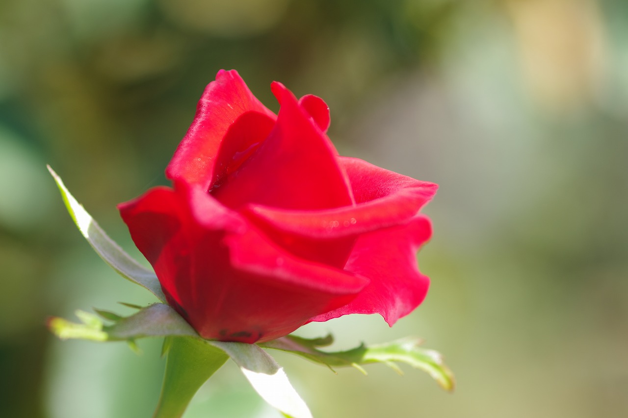 栃木県足利市のあしかがフラワーパークの花々