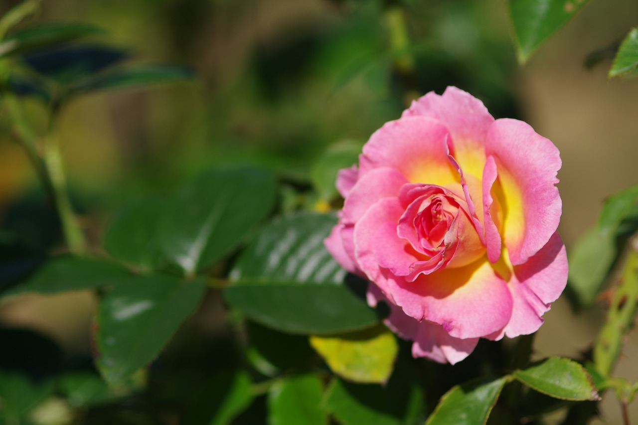 栃木県足利市のあしかがフラワーパークの花々