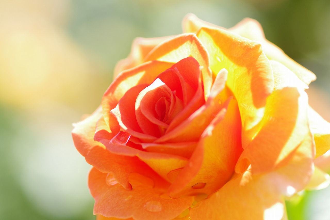 栃木県足利市のあしかがフラワーパークの花々