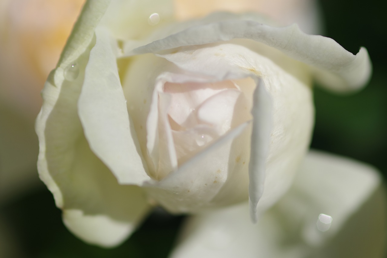 栃木県足利市のあしかがフラワーパークの花々