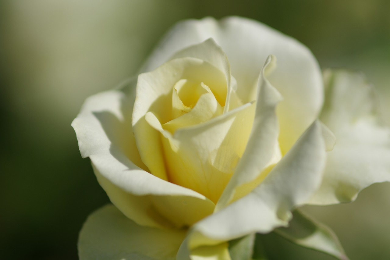 栃木県足利市のあしかがフラワーパークの花々