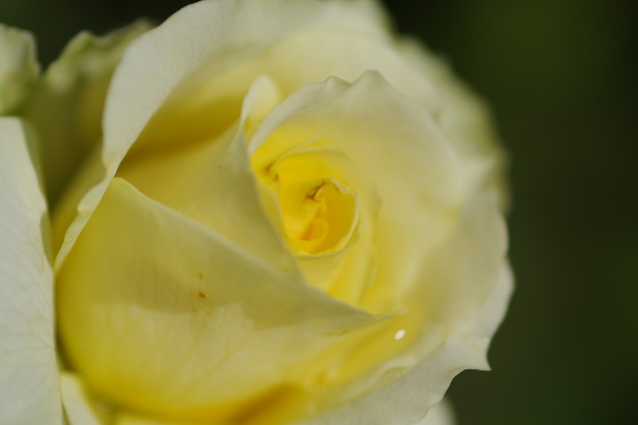栃木県足利市のあしかがフラワーパークの花々