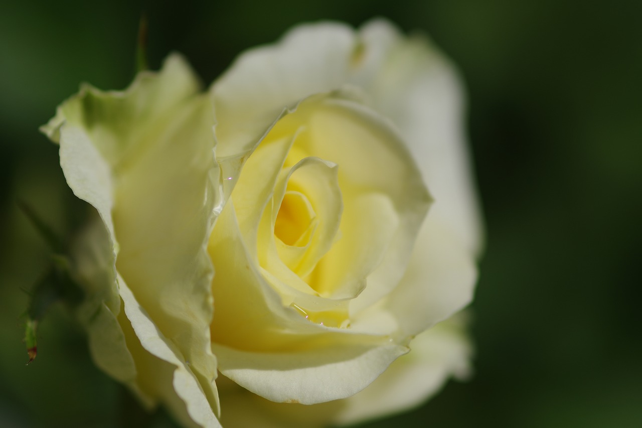 栃木県足利市のあしかがフラワーパークの花々