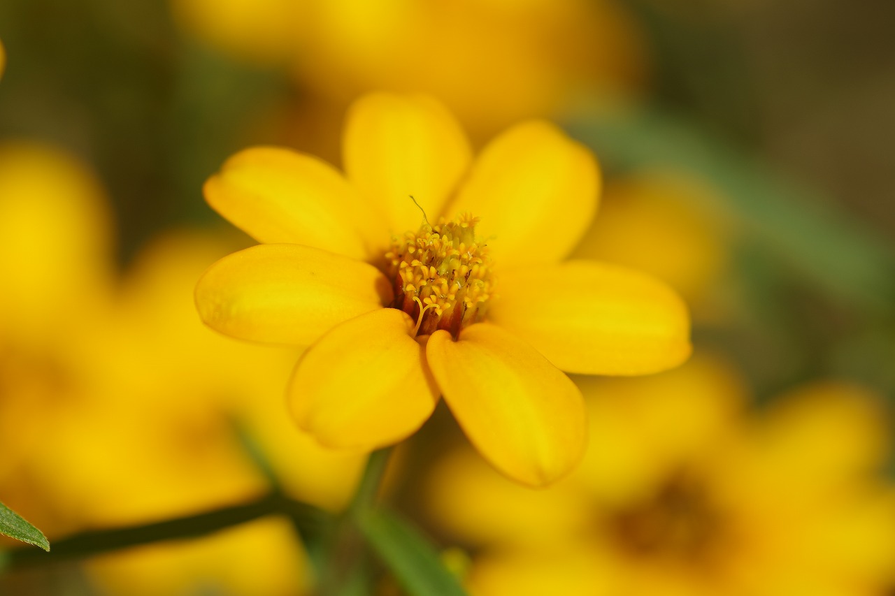 栃木県足利市のあしかがフラワーパークの花々