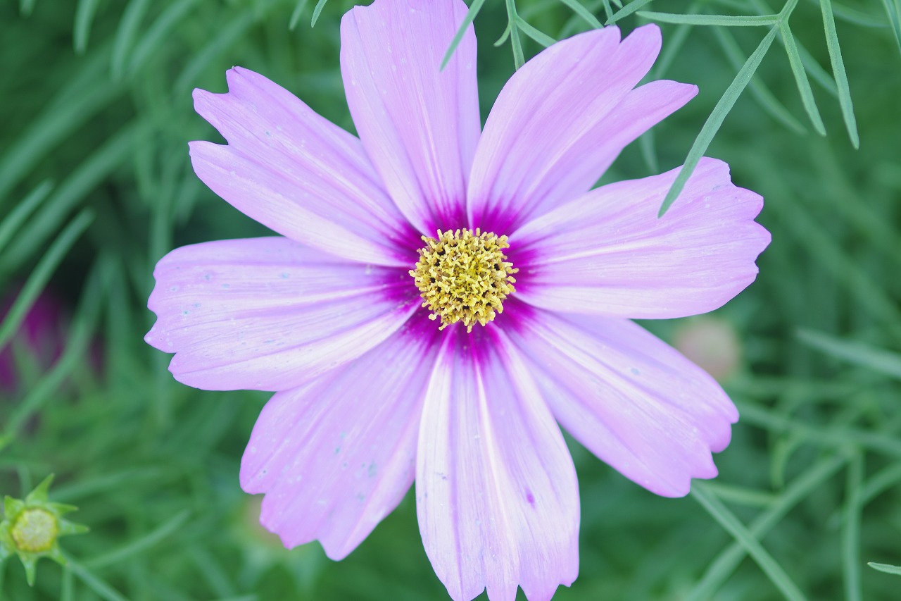 栃木県足利市のあしかがフラワーパークの花々