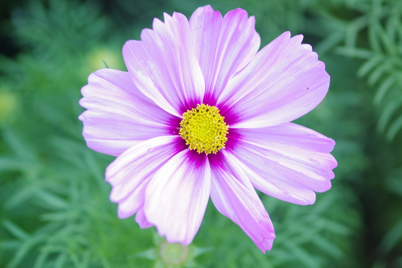 栃木県足利市のあしかがフラワーパークの花々