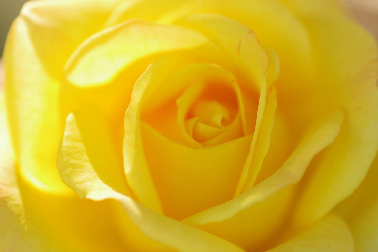 栃木県足利市のあしかがフラワーパークの花々