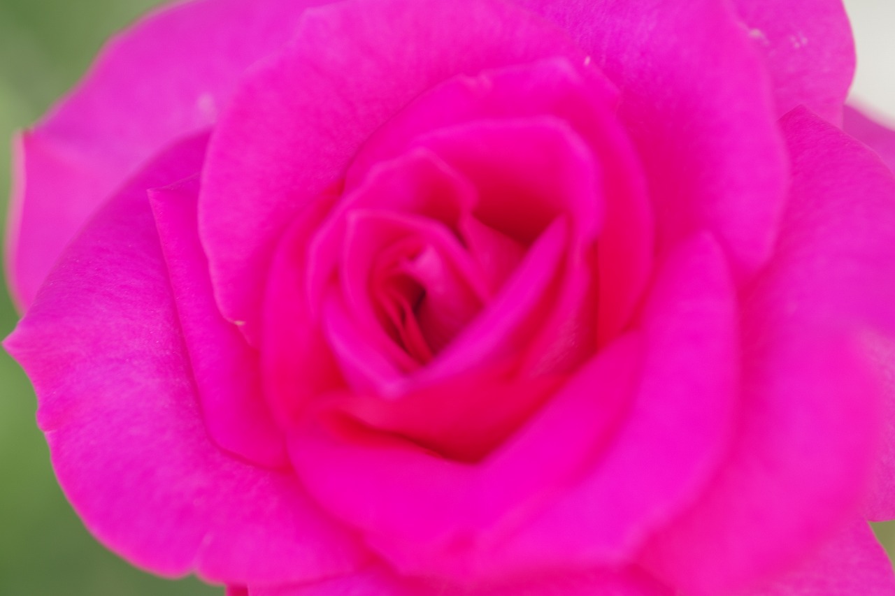 栃木県足利市のあしかがフラワーパークの花々