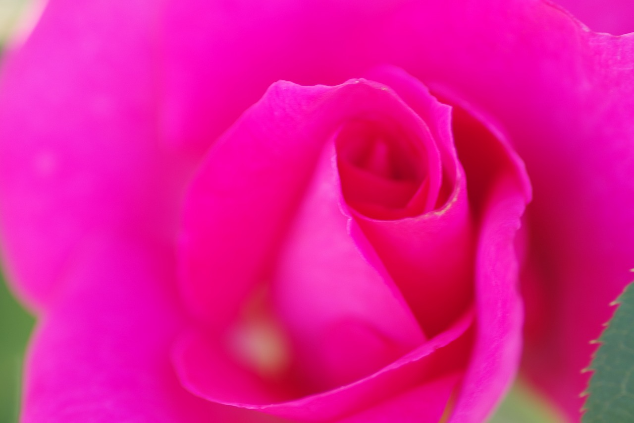 栃木県足利市のあしかがフラワーパークの花々