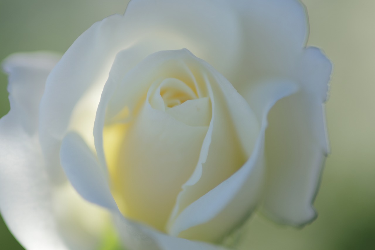 栃木県足利市のあしかがフラワーパークの花々