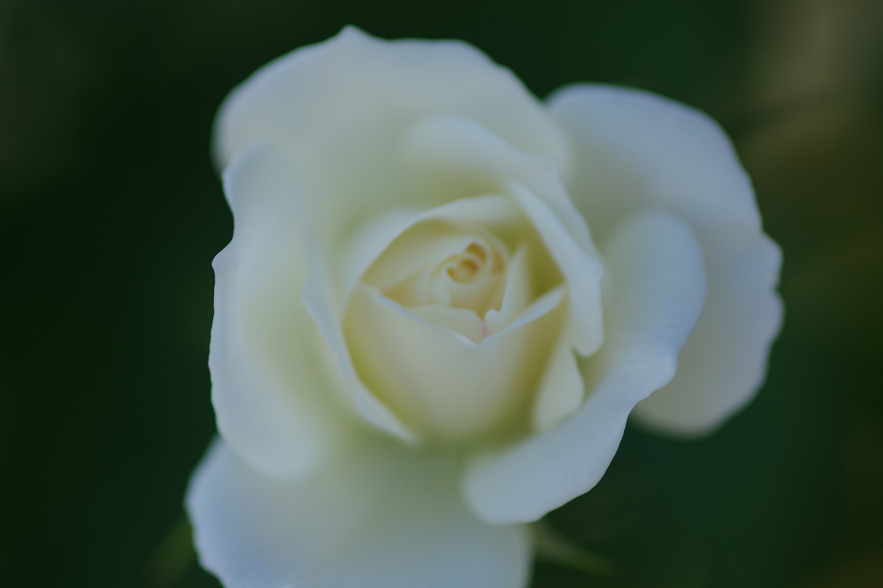 栃木県足利市のあしかがフラワーパークの花々