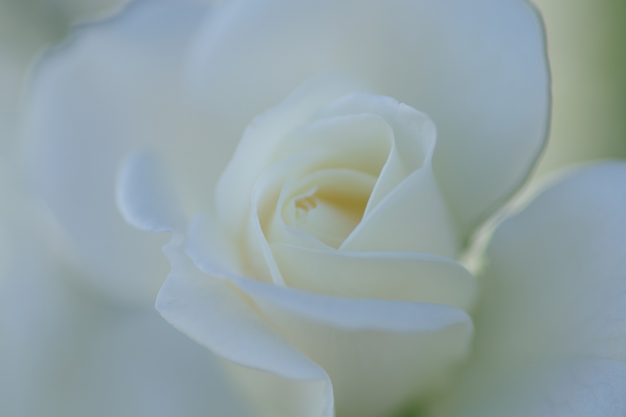 栃木県足利市のあしかがフラワーパークの花々