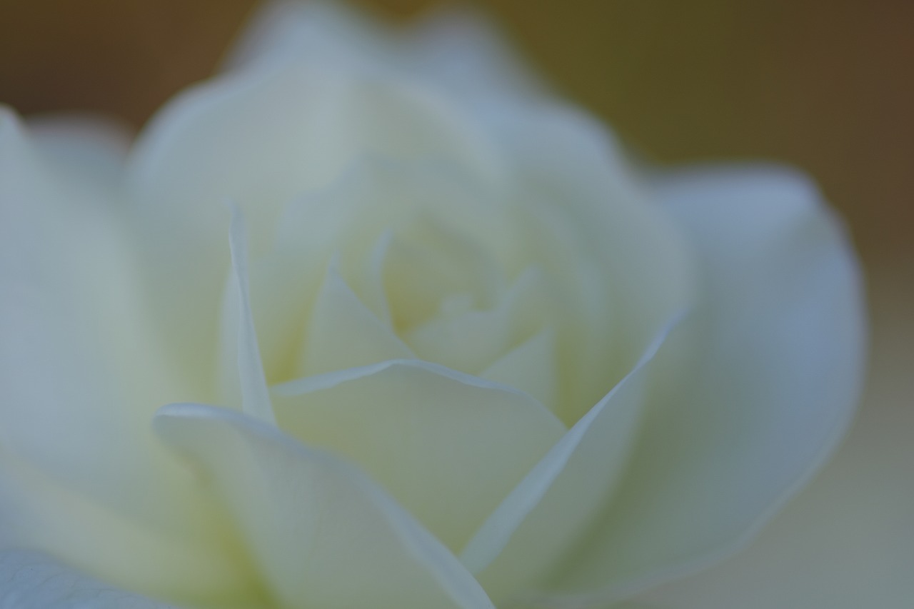 栃木県足利市のあしかがフラワーパークの花々