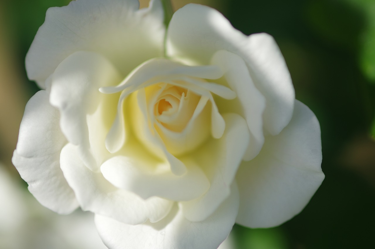 栃木県足利市のあしかがフラワーパークの花々