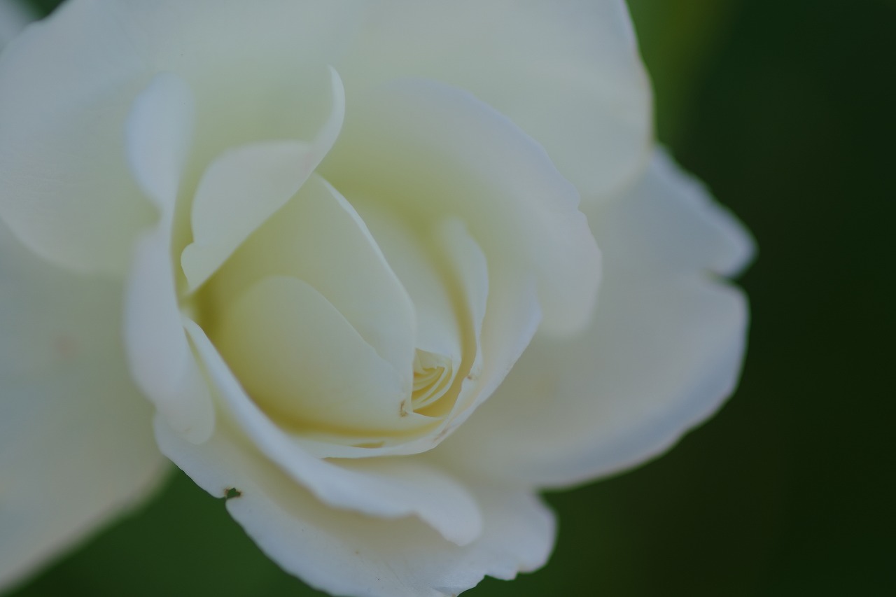 栃木県足利市のあしかがフラワーパークの花々