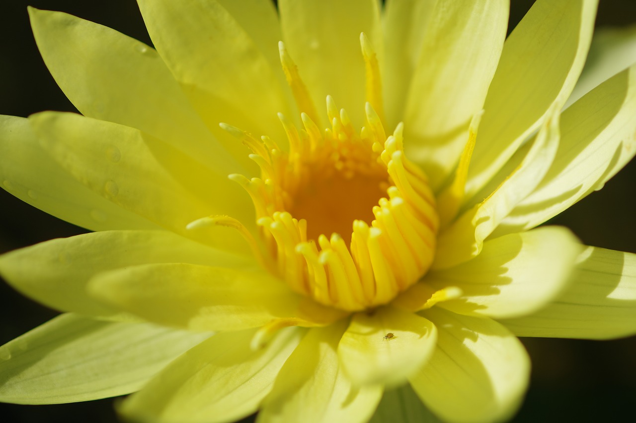 栃木県足利市のあしかがフラワーパークの花々