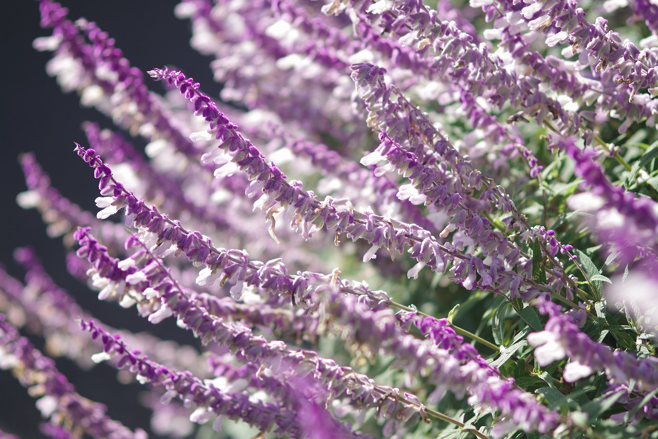 栃木県足利市のあしかがフラワーパークの花々