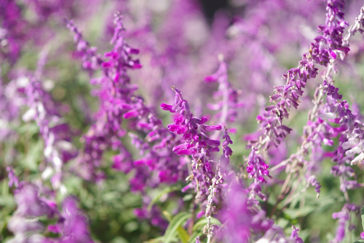 栃木県足利市のあしかがフラワーパークの花々