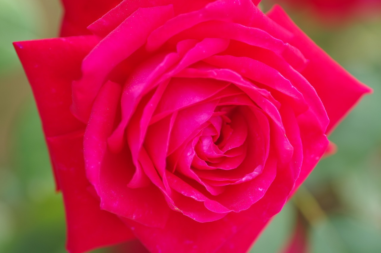栃木県足利市のあしかがフラワーパークの花々
