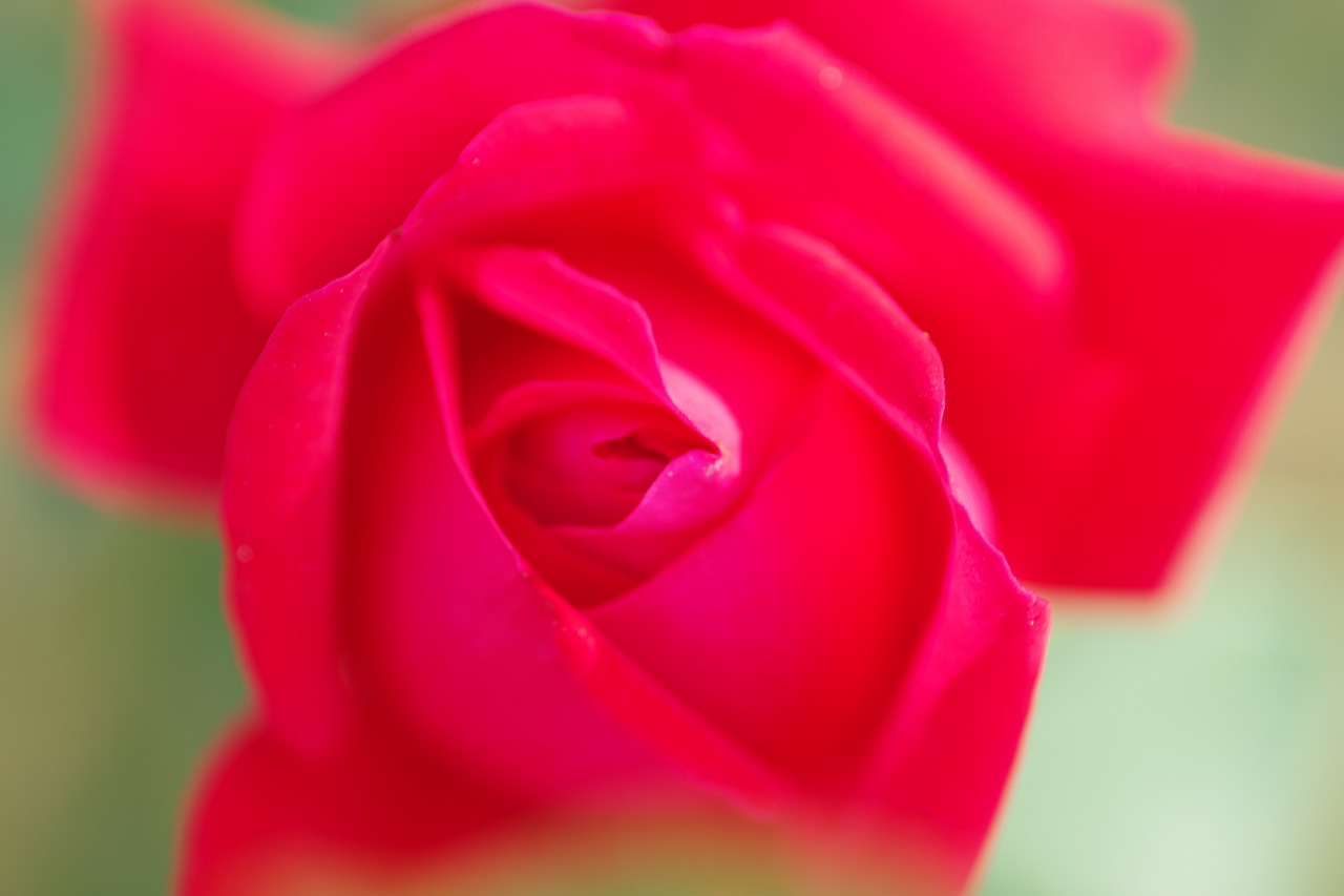 栃木県足利市のあしかがフラワーパークの花々