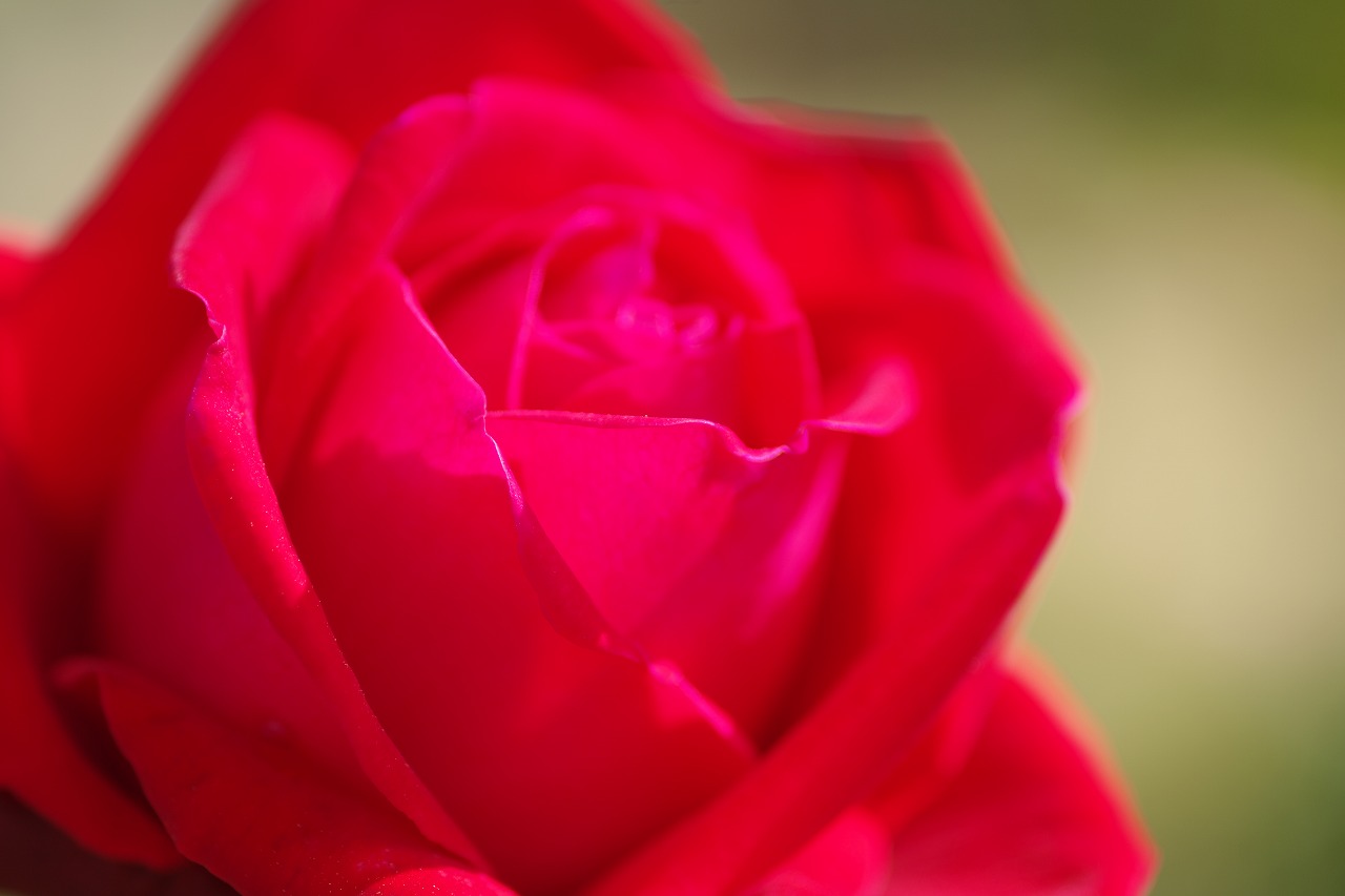 栃木県足利市のあしかがフラワーパークの花々