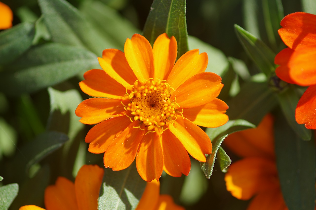 栃木県足利市のあしかがフラワーパークの花々