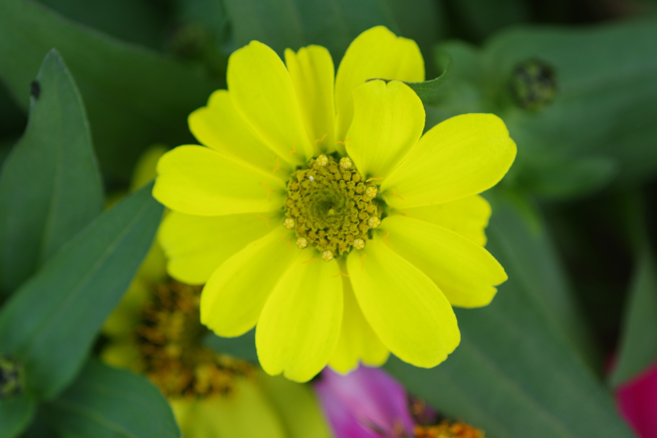 栃木県足利市のあしかがフラワーパークの花々