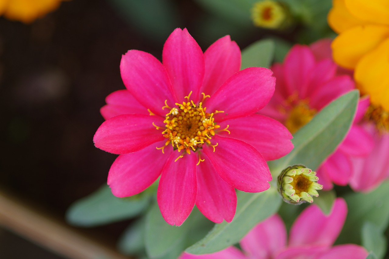 栃木県足利市のあしかがフラワーパークの花々