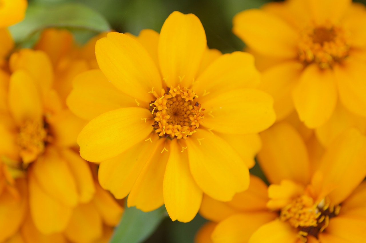 栃木県足利市のあしかがフラワーパークの花々