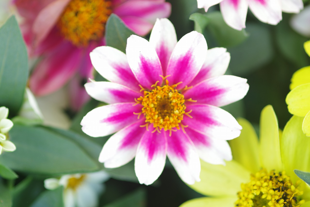 栃木県足利市のあしかがフラワーパークの花々