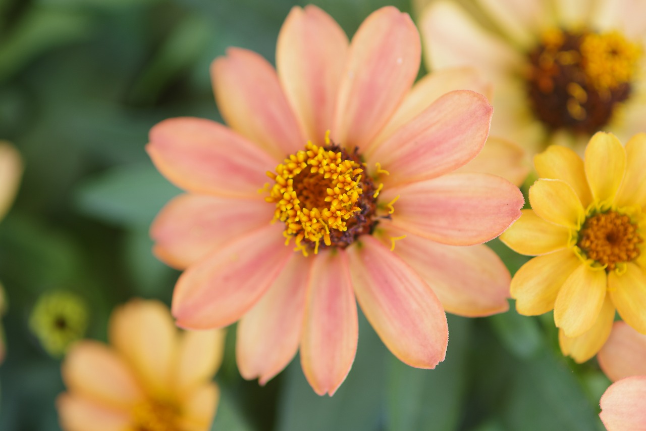 栃木県足利市のあしかがフラワーパークの花々