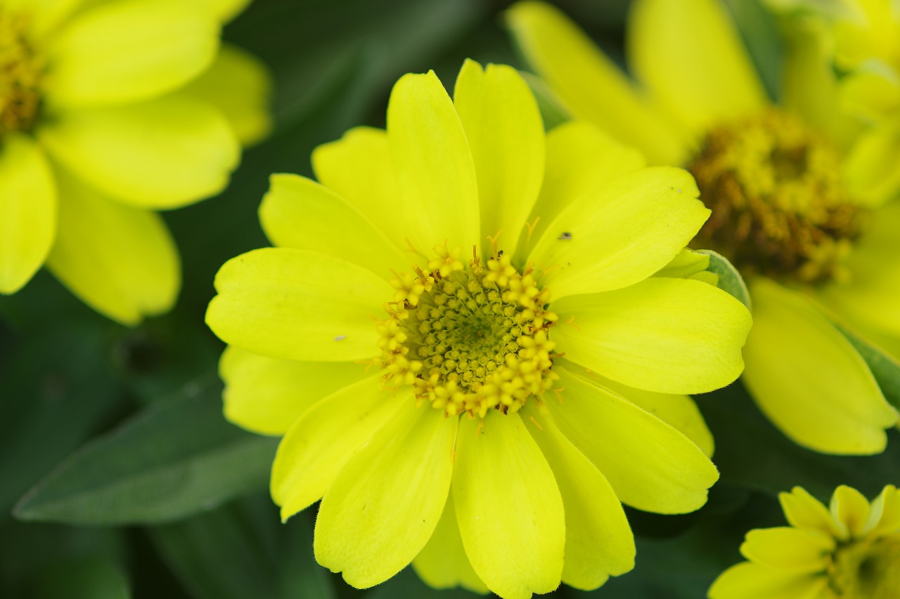 栃木県足利市のあしかがフラワーパークの花々