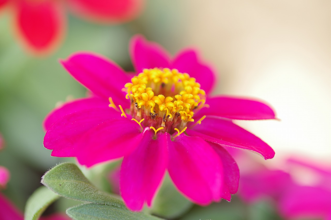 栃木県足利市のあしかがフラワーパークの花々