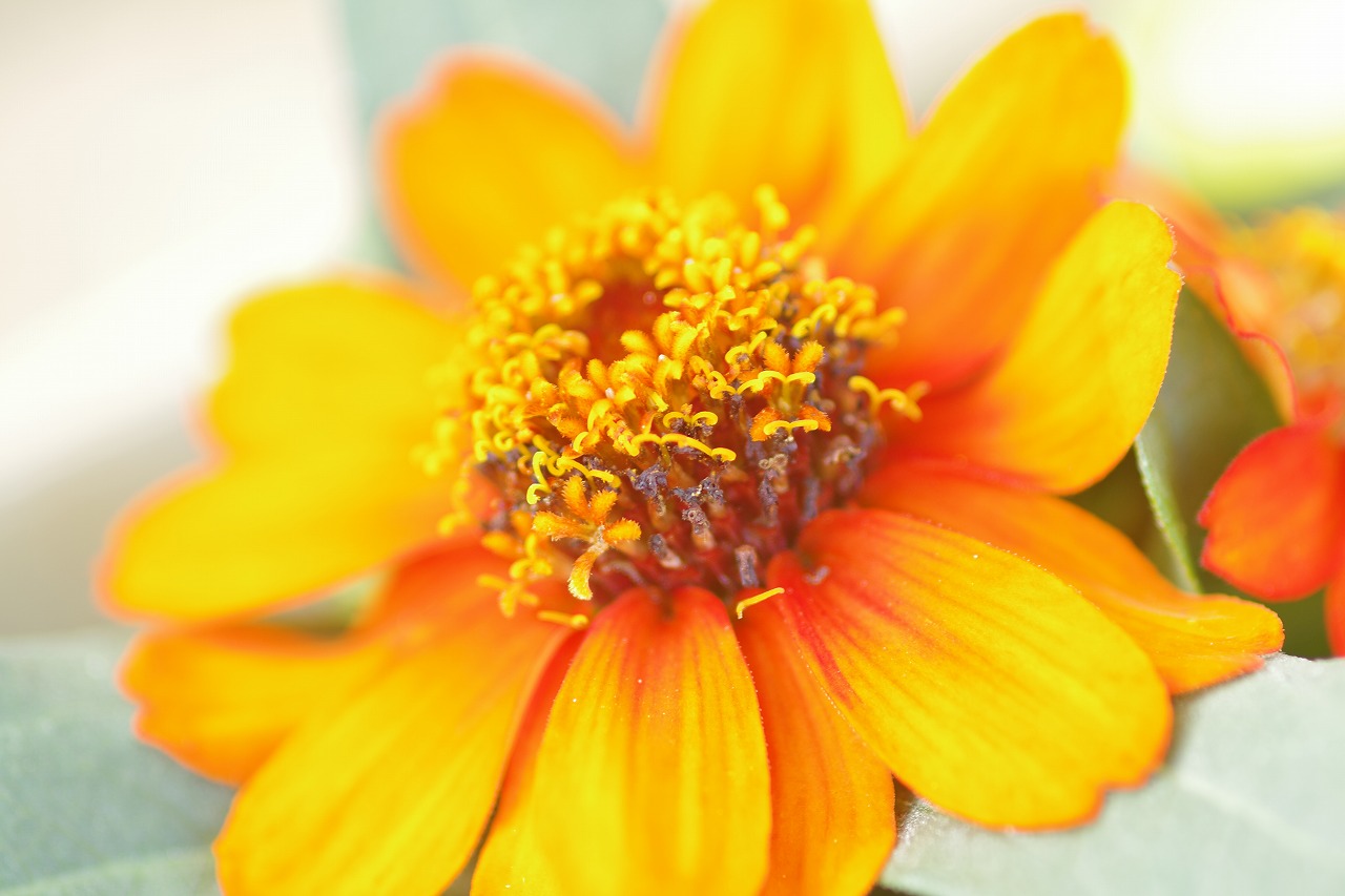 栃木県足利市のあしかがフラワーパークの花々