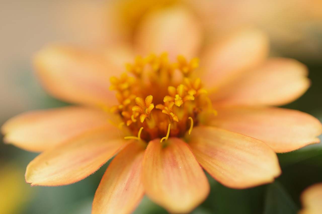 栃木県足利市のあしかがフラワーパークの花々