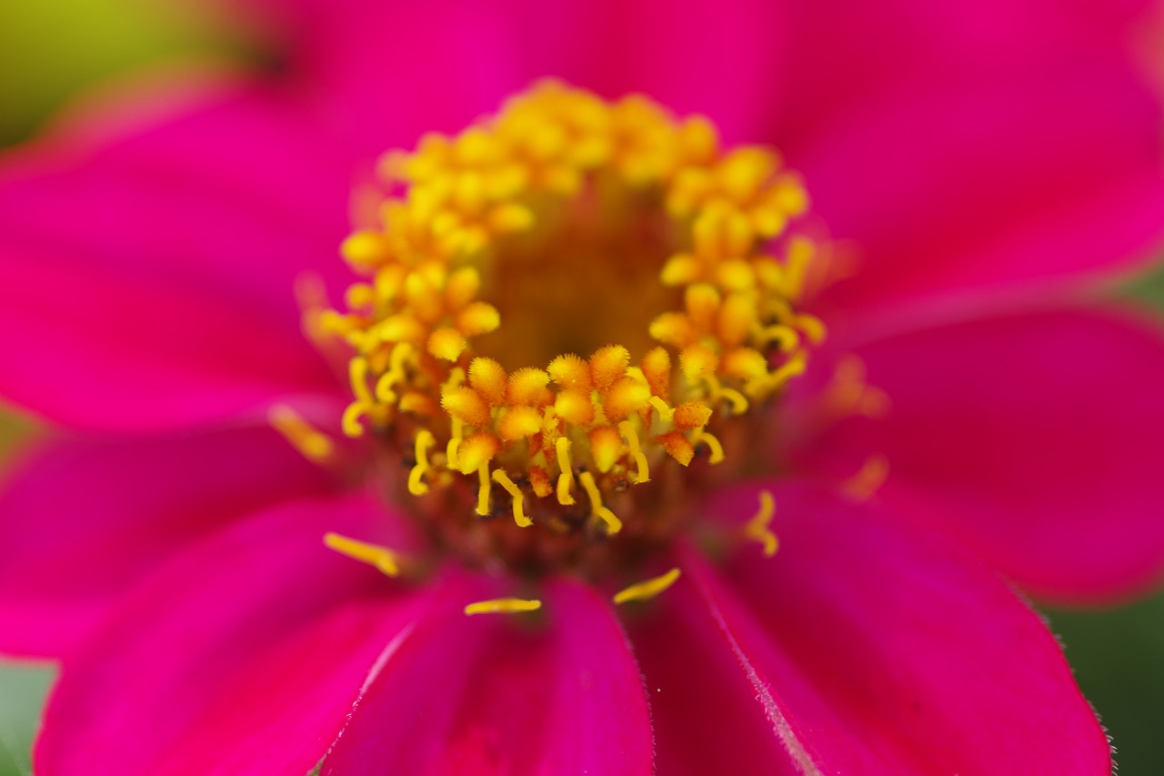 栃木県足利市のあしかがフラワーパークの花々