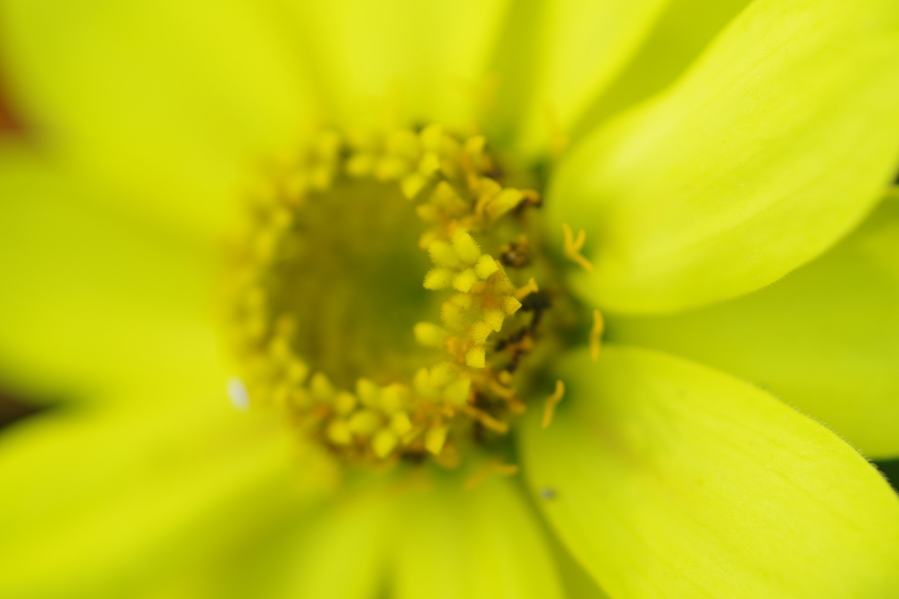 栃木県足利市のあしかがフラワーパークの花々