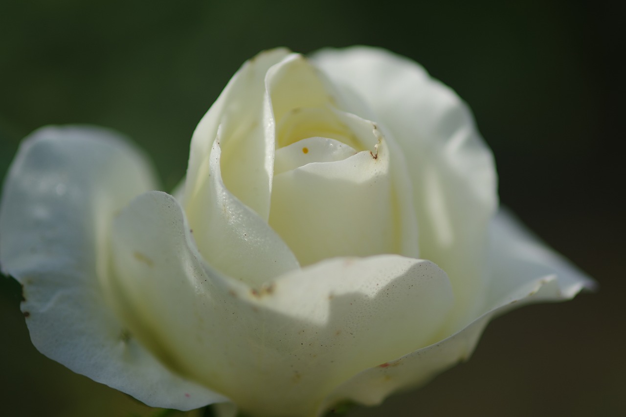 栃木県足利市のあしかがフラワーパークの花々