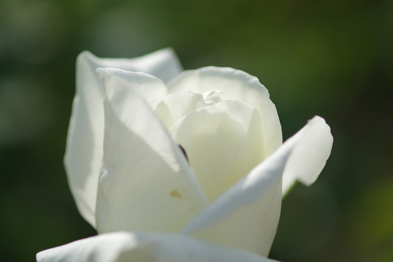 栃木県足利市のあしかがフラワーパークの花々