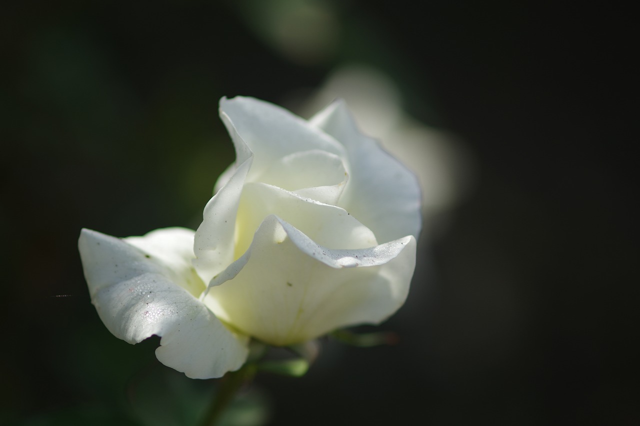 栃木県足利市のあしかがフラワーパークの花々