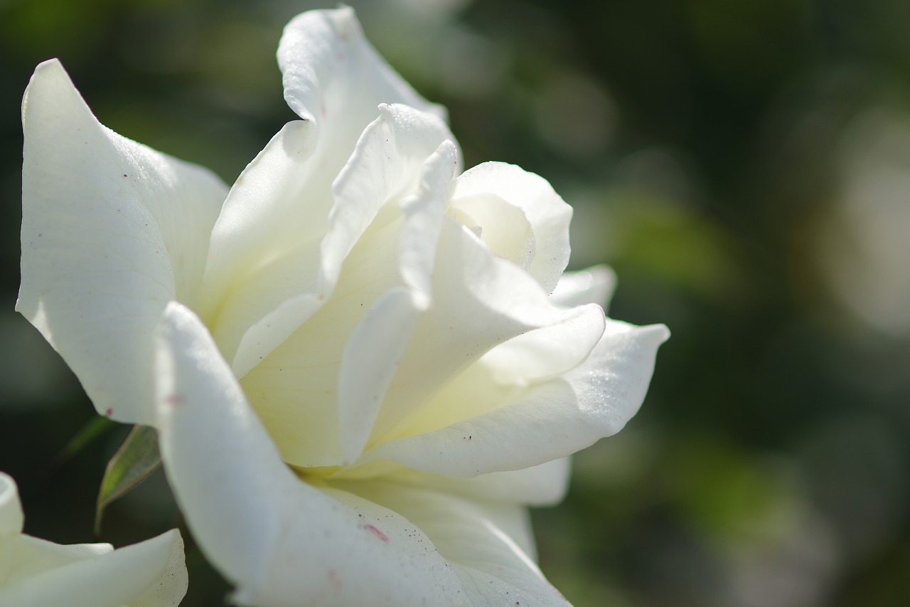 栃木県足利市のあしかがフラワーパークの花々
