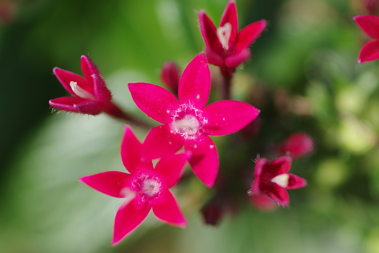 栃木県足利市のあしかがフラワーパークの花々