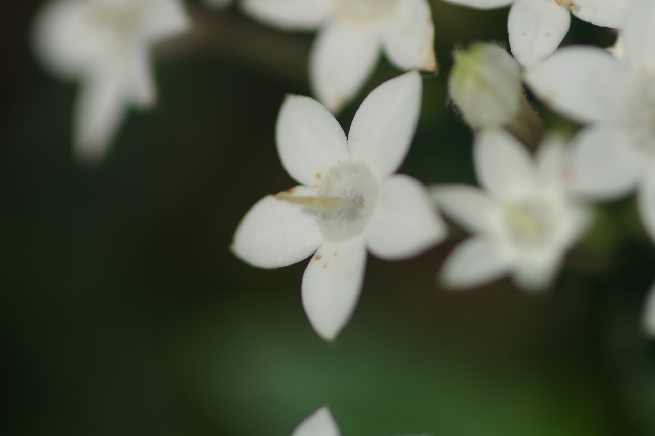 栃木県足利市のあしかがフラワーパークの花々
